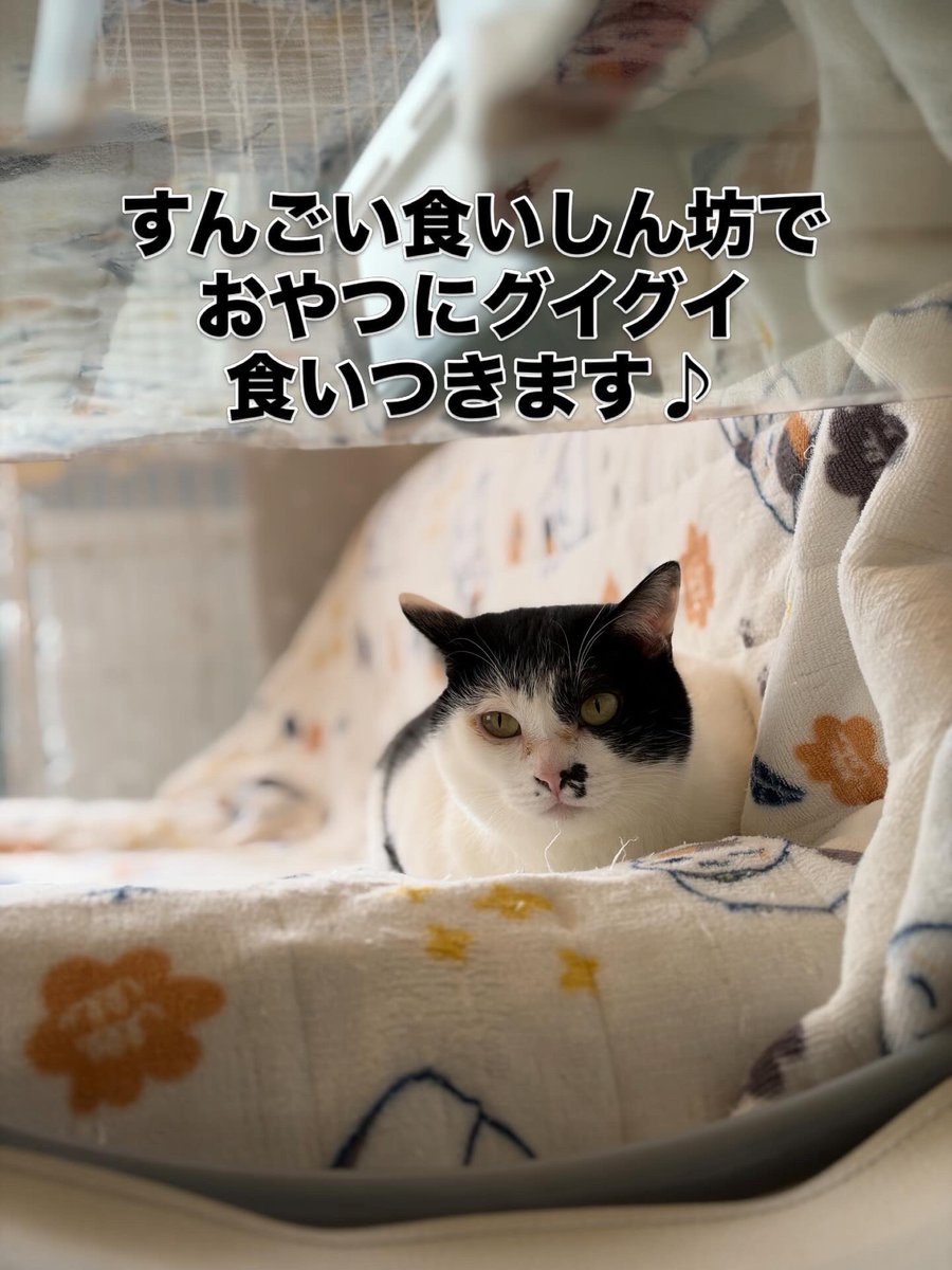 『おうちにおいで』 tweet media