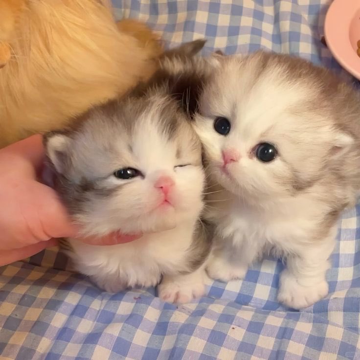 Jessy_Mᵖᵗ(?)💙🎮🧙‍♂️ tweet media