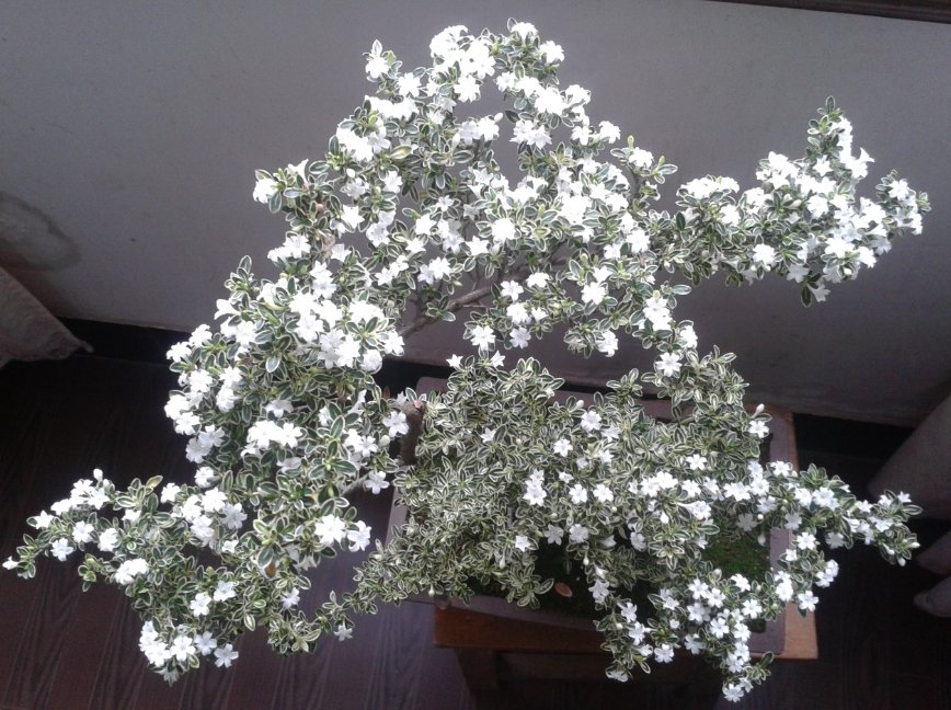 Francesca Acquaviva tweet media