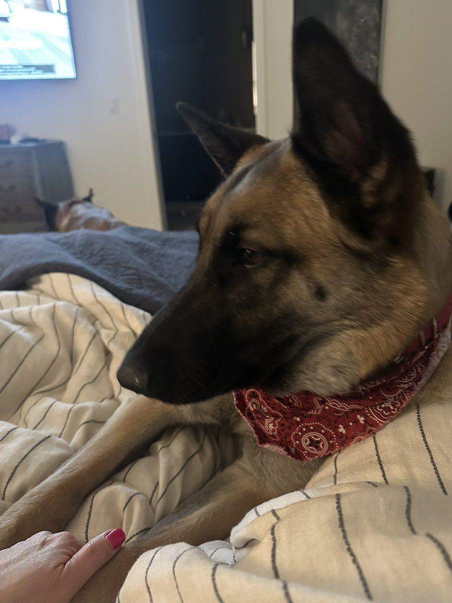 stevekmd1 tweet media