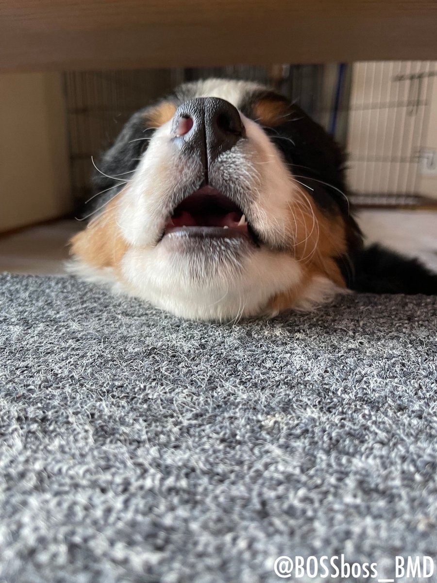 ボスちん tweet media