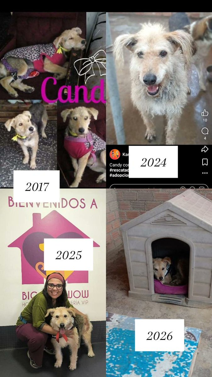 A veces quisieramos que el hogar definitivo llegue apenas los rescatamos de las calles...pero para CANDY han pasado años desde Diciembre del 2016 sin que llegue 😢 Su hogar más de 10 años el albergue 🐾 por eso por favor ayudemos a q no lo pierda 
15 personas 
Colaboración: S/.20