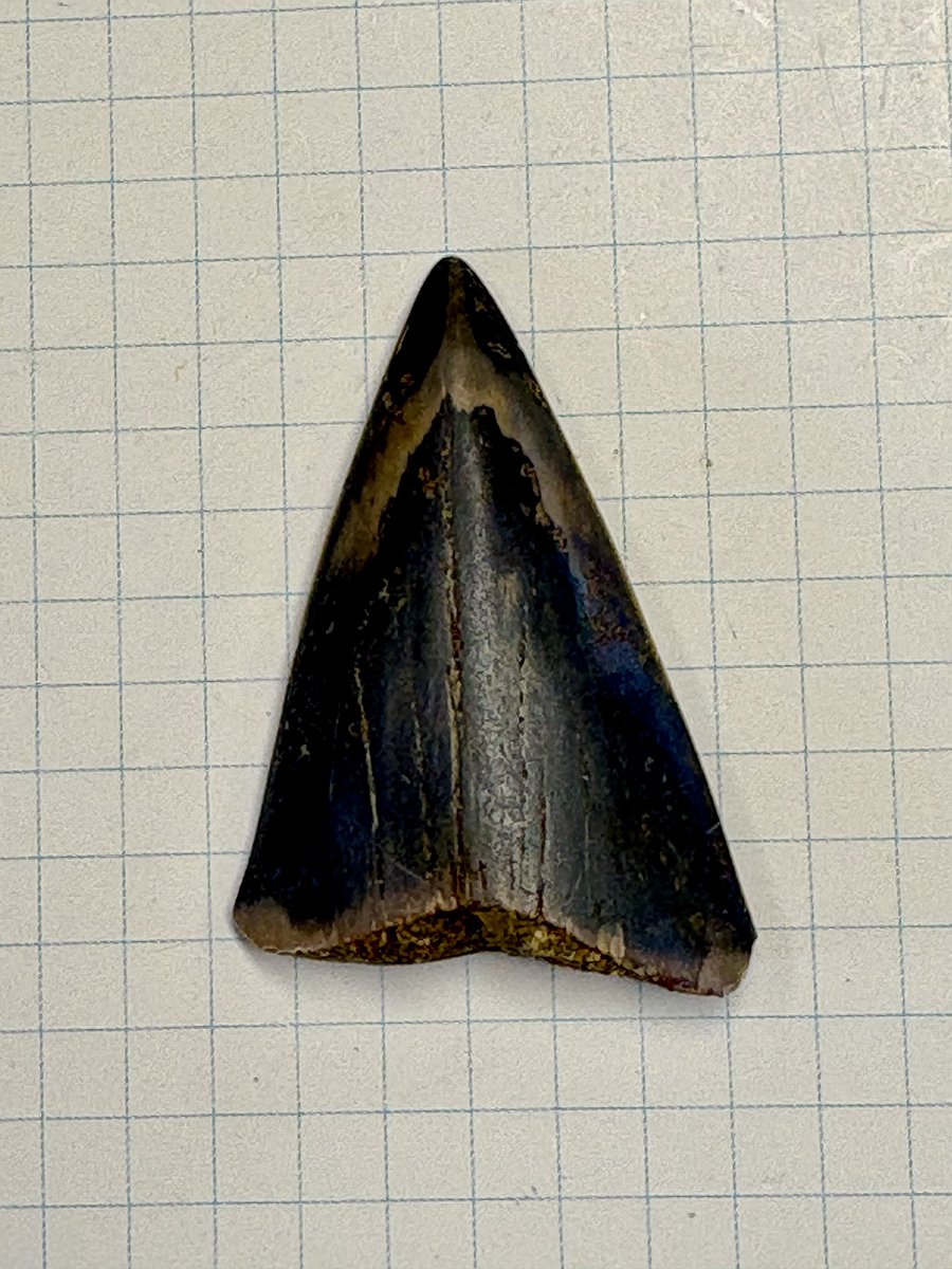 本日1回目の化石発掘体験のフルイ体験で小学生が見つけた40mm超えの