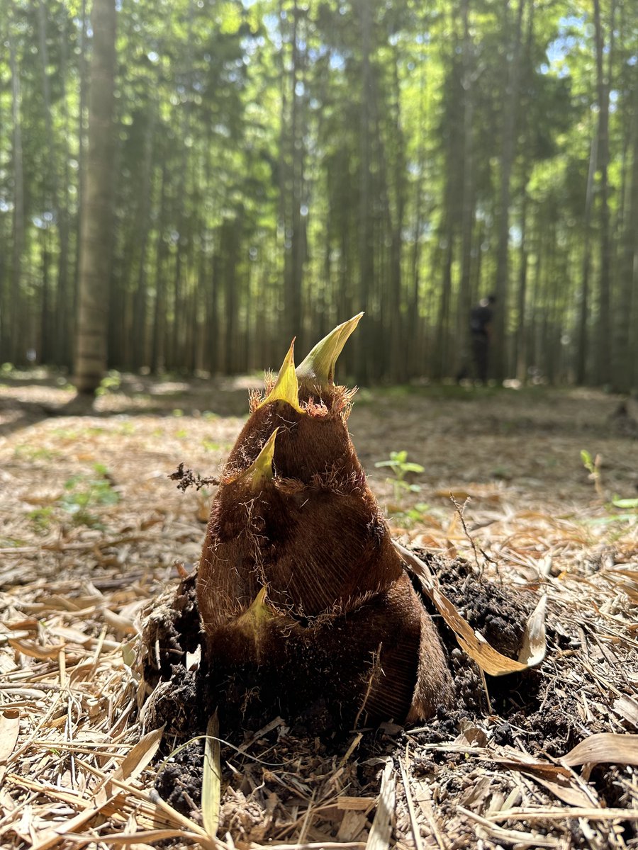 ToraMelt (トラメルト) tweet media