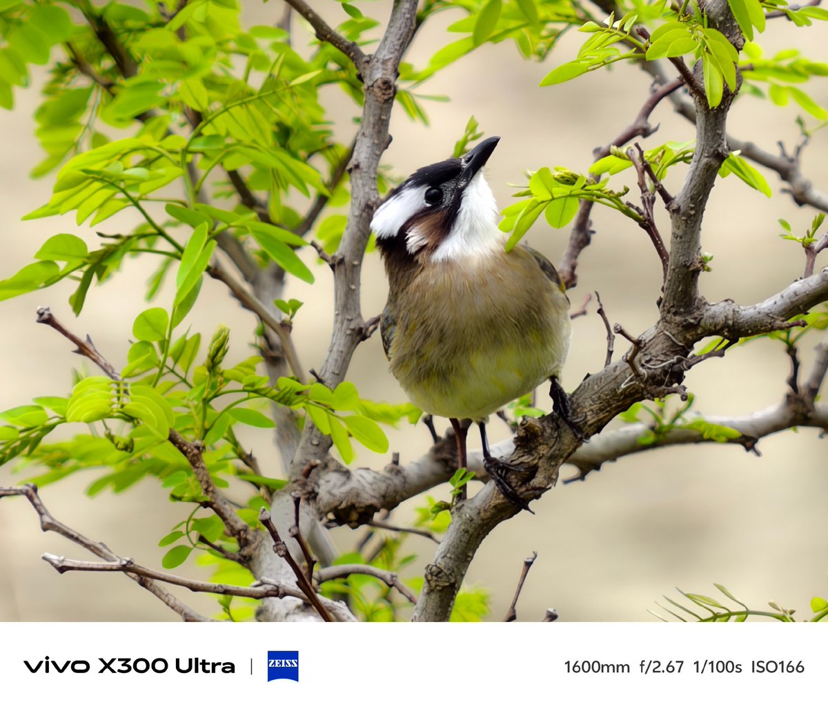 ayansonunigam's tweet image. Vivo X300 Ultra 🚨 

Camera samples 👇😍 
#vivo #vivoX300Ultra #OriginOS6