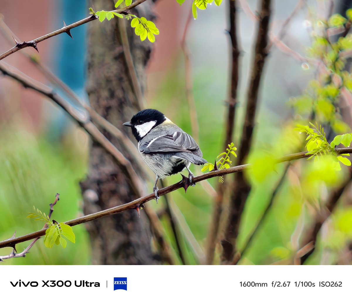 ayansonunigam's tweet image. Vivo X300 Ultra 🚨 

Camera samples 👇😍 
#vivo #vivoX300Ultra #OriginOS6