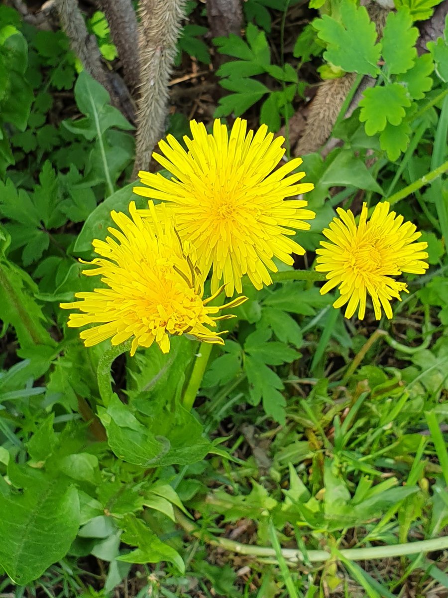 Elisabeth Swedman tweet media