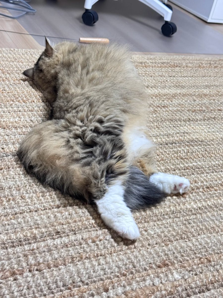 KTWsuccess's tweet photo. 事情があり、飼っていた猫たちと暮らし続けることが難しくなりました。 
本当に猫を愛し、末永く大切に育ててくださる方にお譲りできればと思っています。 🐾 
猫の詳細  
種類：チンチラキャット
性別：オスねこ
健康状態：ワクチン接種済み／伝染病の記録なし https://t.co/Ea6zVxQa9q