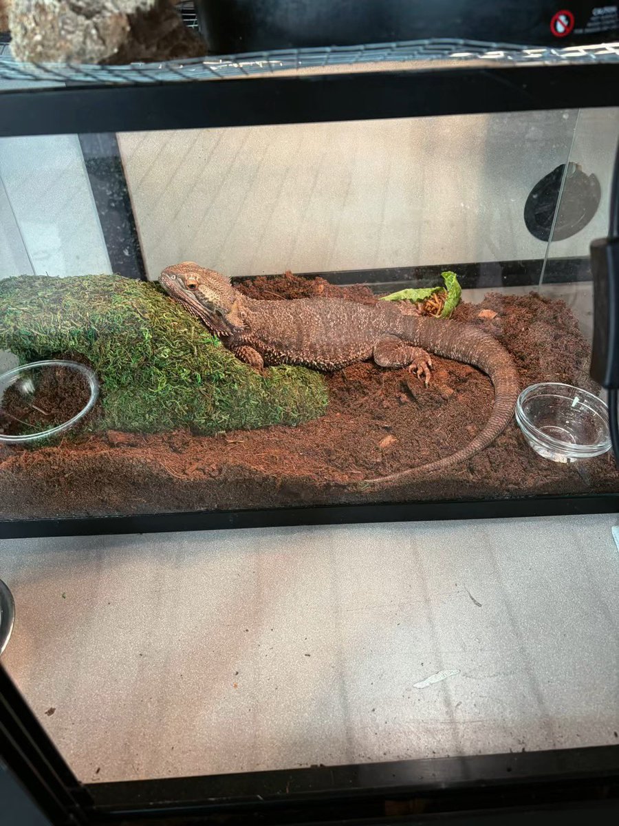 eastvalleybunnyguineapigs tweet media