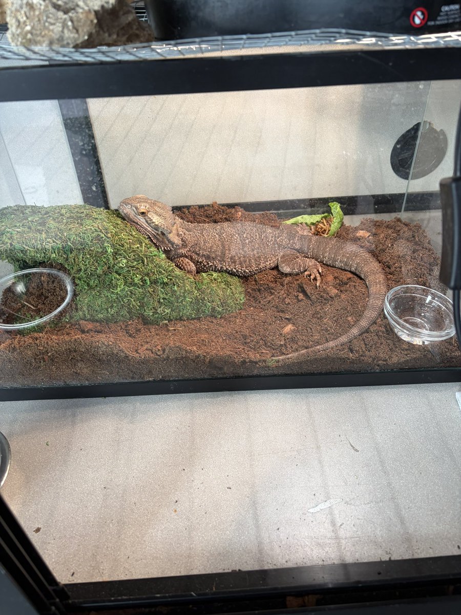 eastvalleybunnyguineapigs tweet media