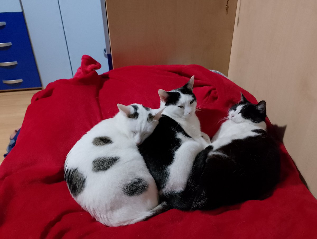 🐈Luisa Colombo🐈 tweet media