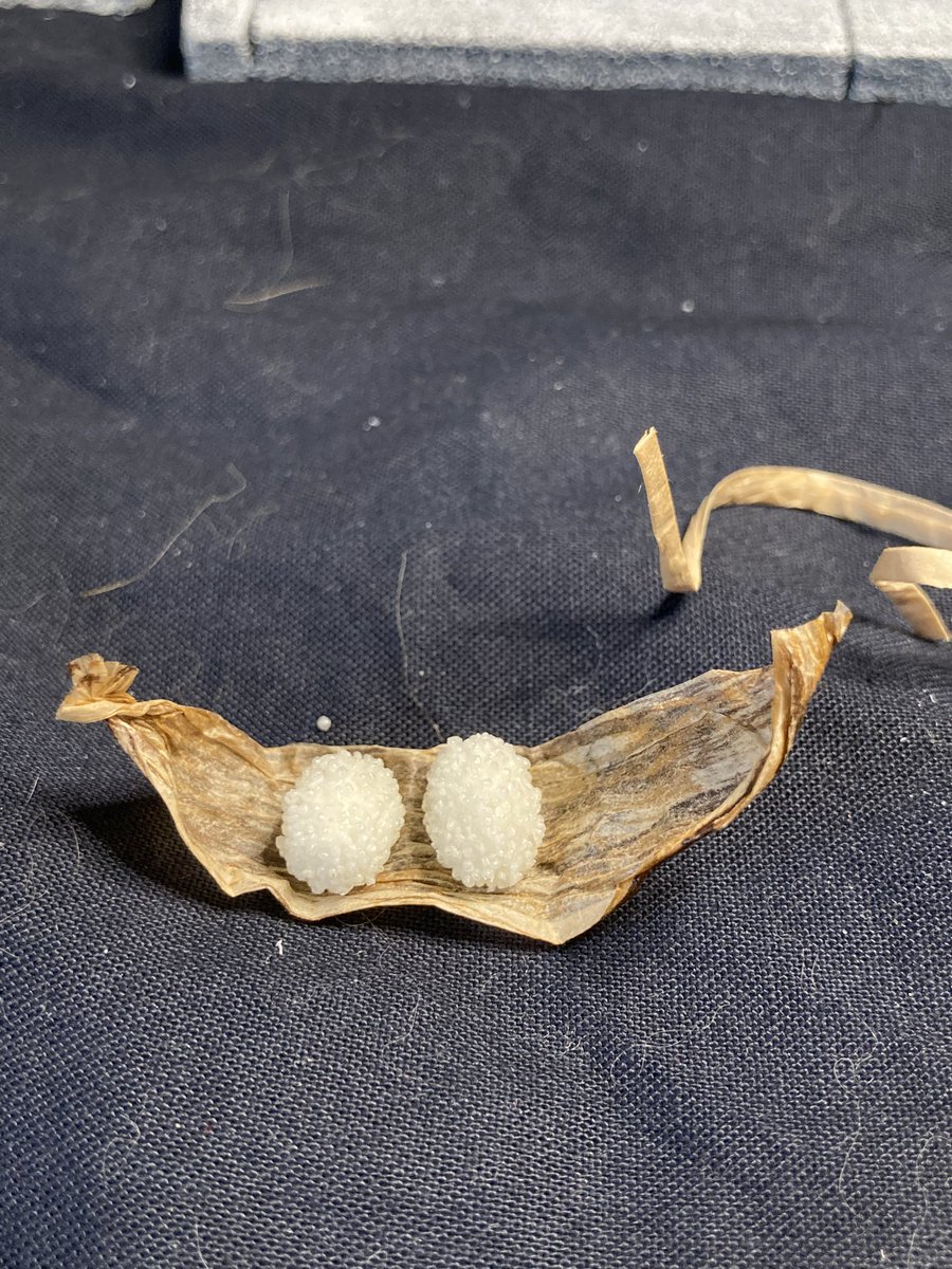 モブおじさん@モブ人生ええやないのそれで tweet media