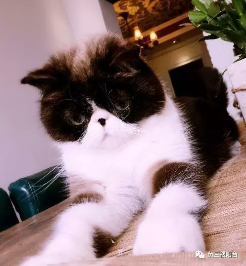 Александр Корпан tweet media