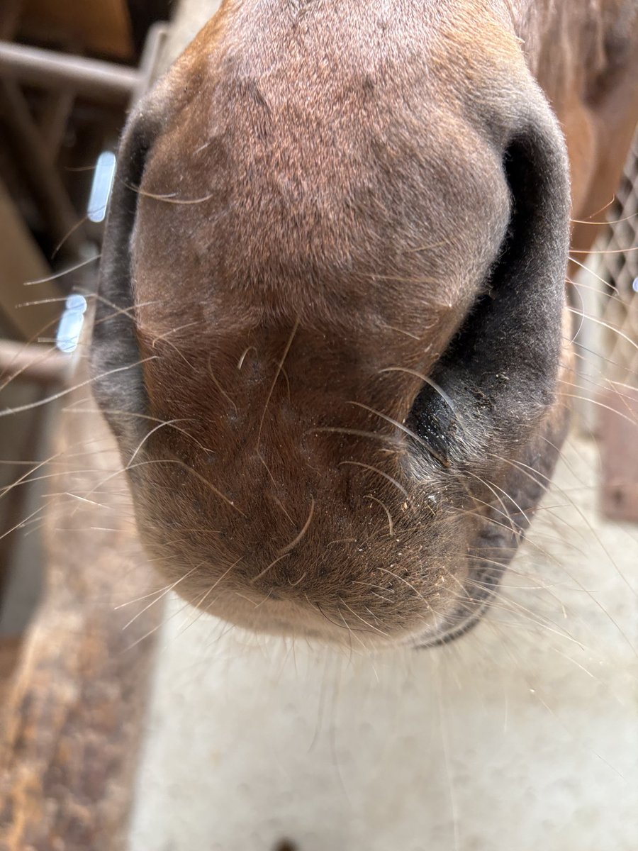 相馬野馬追執行委員会【公式】🐴 tweet media