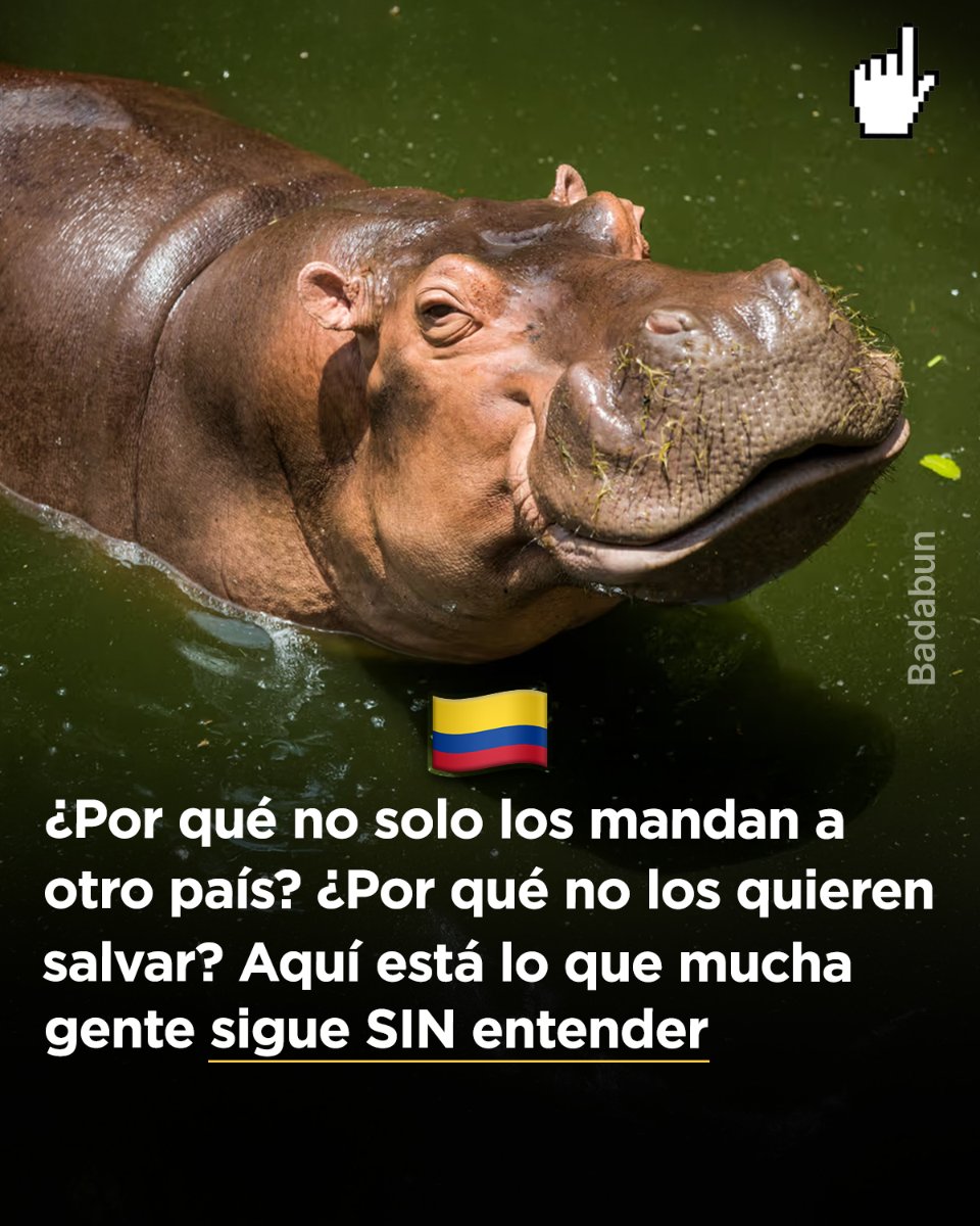 “¿Por qué no los mandan a un zoológico?” “¿Por qué no los llevan a otro país?” “¿Por qué no simplemente los salvan?” Suena lógico. Suena fácil. Pero no lo es. Porque no estamos hablando de animales pequeños. Estamos hablando de hipopótamos.

De los animales más agresivos de