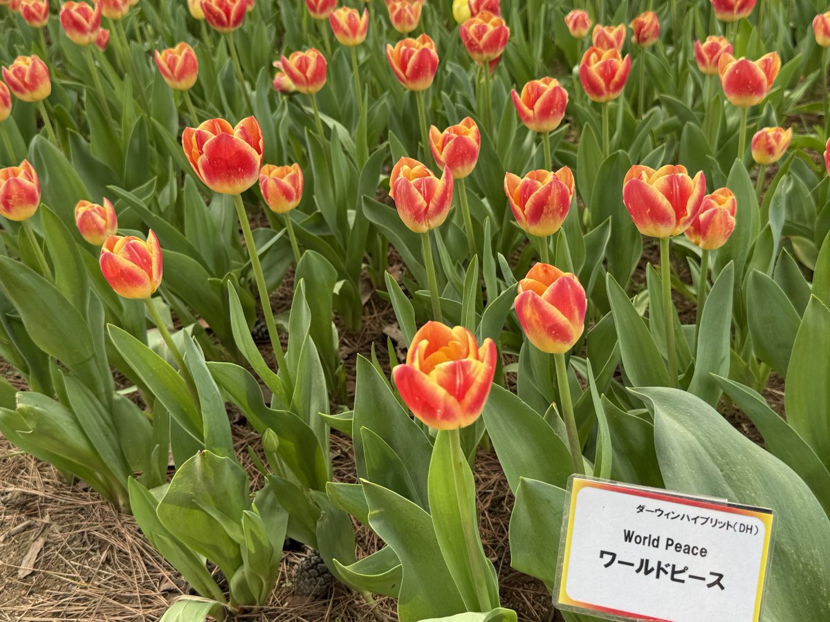 しぶ tweet media