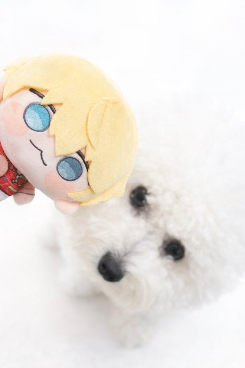 arof_ns's tweet photo. 皆様すみません、推しぬいとお犬様の𝒄𝒖𝒕𝒆 𝒑𝒊𝒄𝒕𝒖𝒓𝒆がありましたら見せていただけませんでしょうか❓(ᐡ• ·̫ •ᐡ)(ᐡ• ·̫ •ᐡ) https://t.co/2OCtGDFw1Q