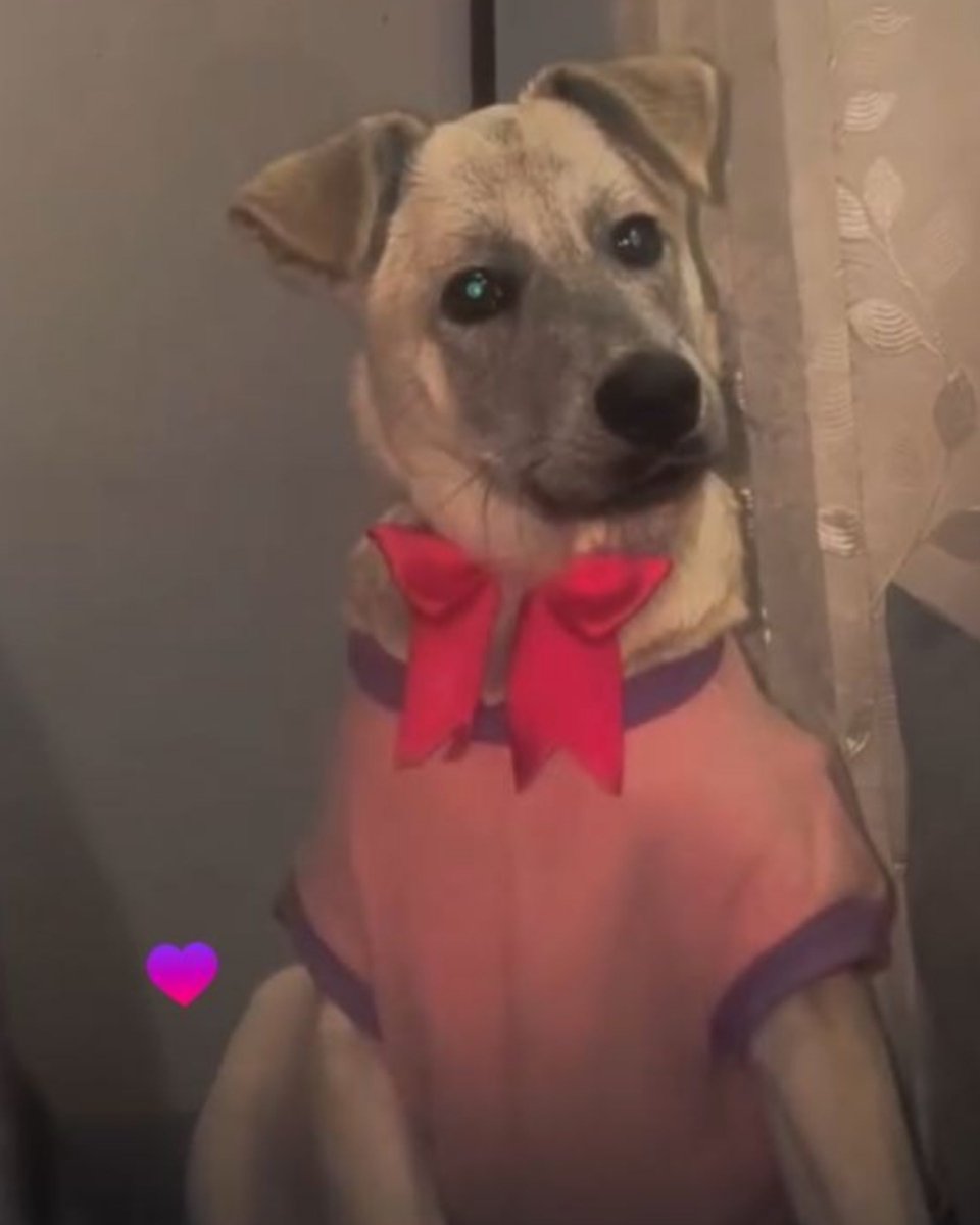 AYÚDAME A BUSCAR A BABY 🥹
Mi perrita se perdió en la explanada de Villa Hermosa José Leonardo Ortiz, Chiclayo. Ayúdame a compartir este post para que la búsqueda de Baby tenga más alcance. 

#Chiclayo #Cix #Peru #Urgente
#YoSoy #EleccionesPerú2026
#LaGranjaVIPPerú #LaGranjaVIP