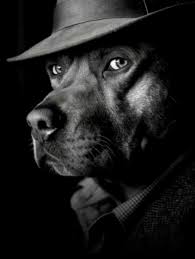 RedSpy of RedSpytwt tweet media