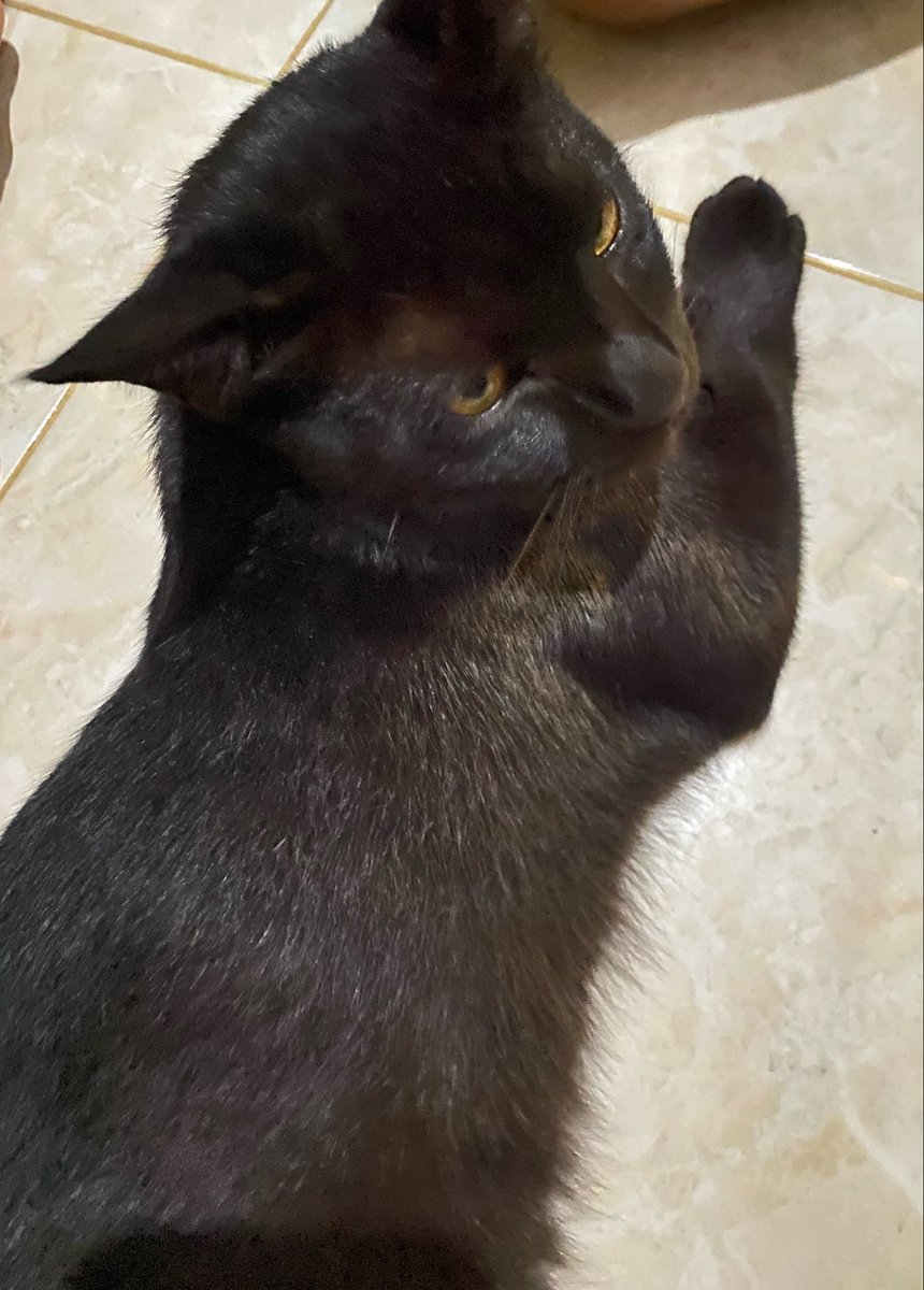 osh. ꔚ tweet media