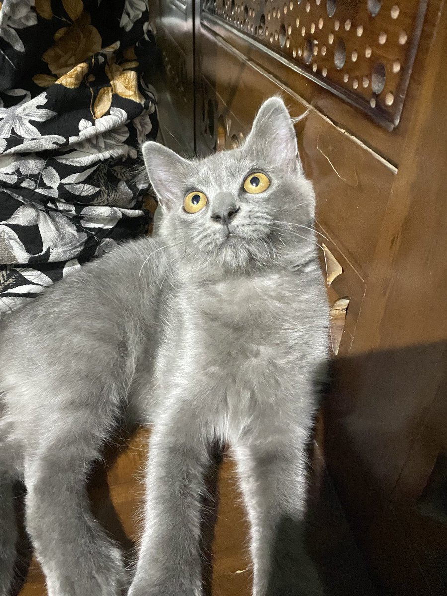 osh. ꔚ tweet media