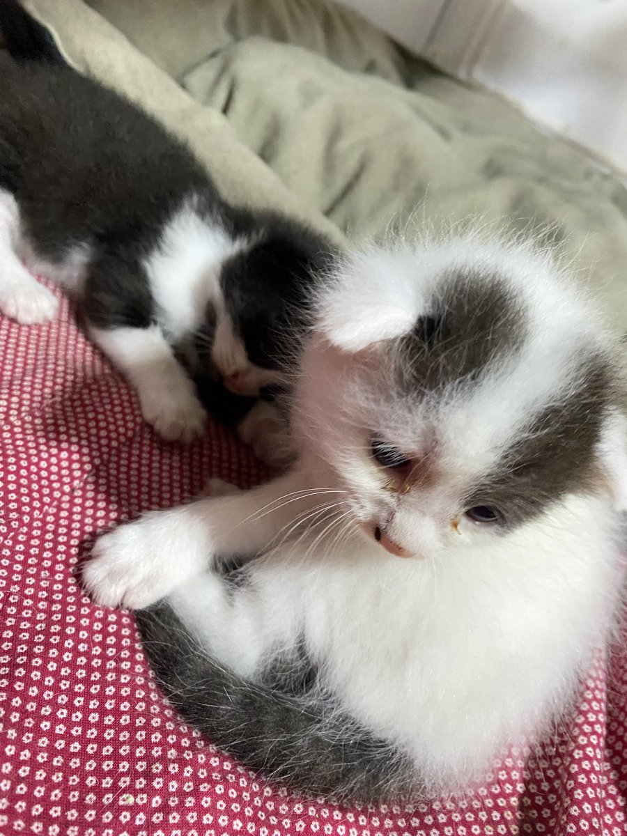 osh. ꔚ tweet media