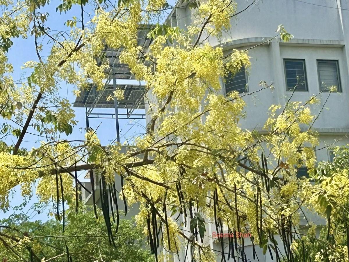 SeemaSh46712468's tweet image. “Golden Shower “ 
देखो हो रही है मेरे पर आसमान से और मेरे ऊपरवाले #tree से…! 
So many names of this beautiful tree cover all the road I like golden Shower feels me too rich🤩😅 #Summer tree after #Gulmohar share this tree,love it ,do you!?
Have Joyful weekend 🙌🏻🙋‍♀️♥️
#Sऊवाच😍