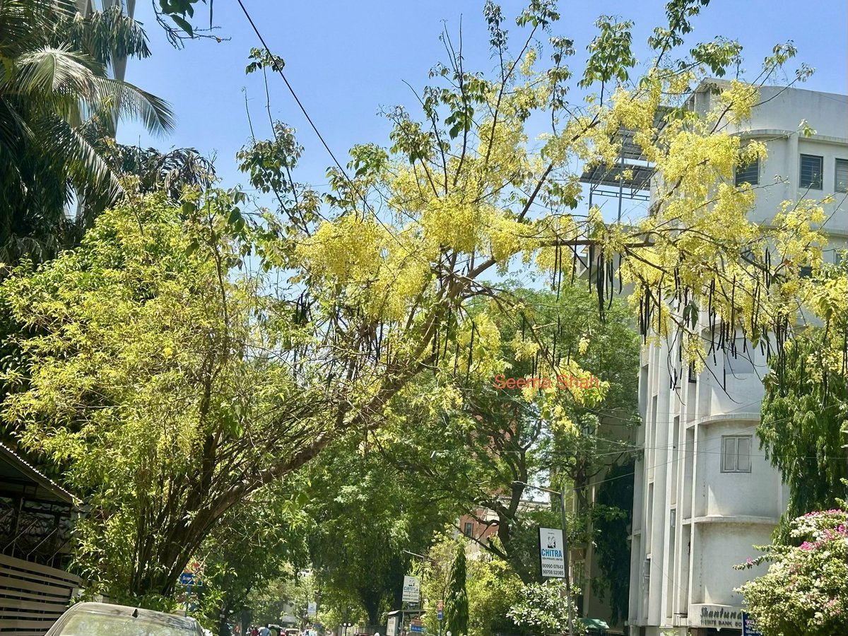 SeemaSh46712468's tweet image. “Golden Shower “ 
देखो हो रही है मेरे पर आसमान से और मेरे ऊपरवाले #tree से…! 
So many names of this beautiful tree cover all the road I like golden Shower feels me too rich🤩😅 #Summer tree after #Gulmohar share this tree,love it ,do you!?
Have Joyful weekend 🙌🏻🙋‍♀️♥️
#Sऊवाच😍