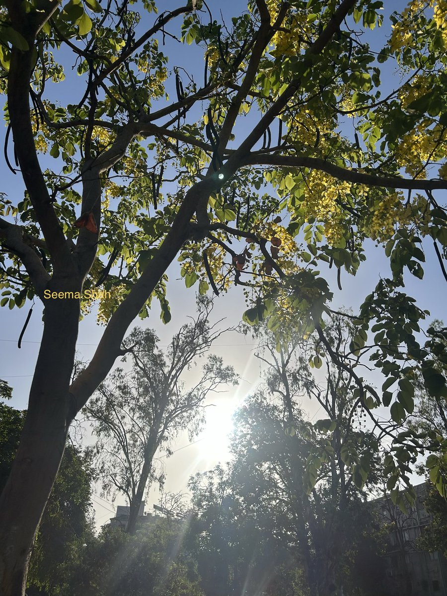 SeemaSh46712468's tweet image. “Golden Shower “ 
देखो हो रही है मेरे पर आसमान से और मेरे ऊपरवाले #tree से…! 
So many names of this beautiful tree cover all the road I like golden Shower feels me too rich🤩😅 #Summer tree after #Gulmohar share this tree,love it ,do you!?
Have Joyful weekend 🙌🏻🙋‍♀️♥️
#Sऊवाच😍