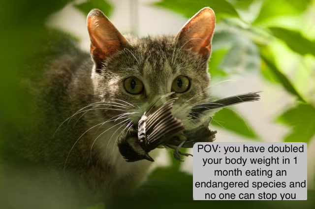 Larus (Ven) ➡️ the Hadopelagic Zone 🍉 tweet media