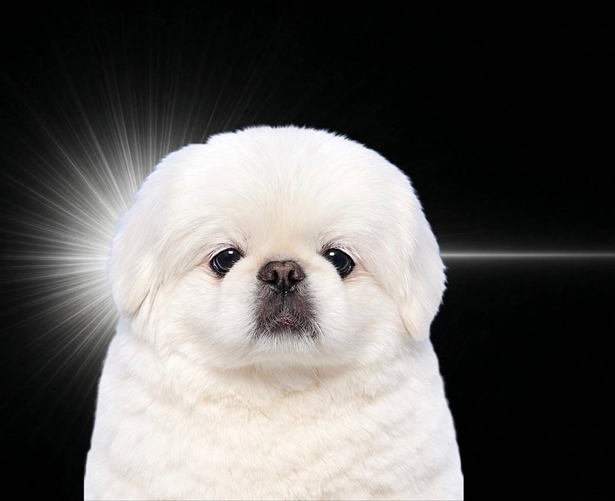 임쪼깐 tweet media