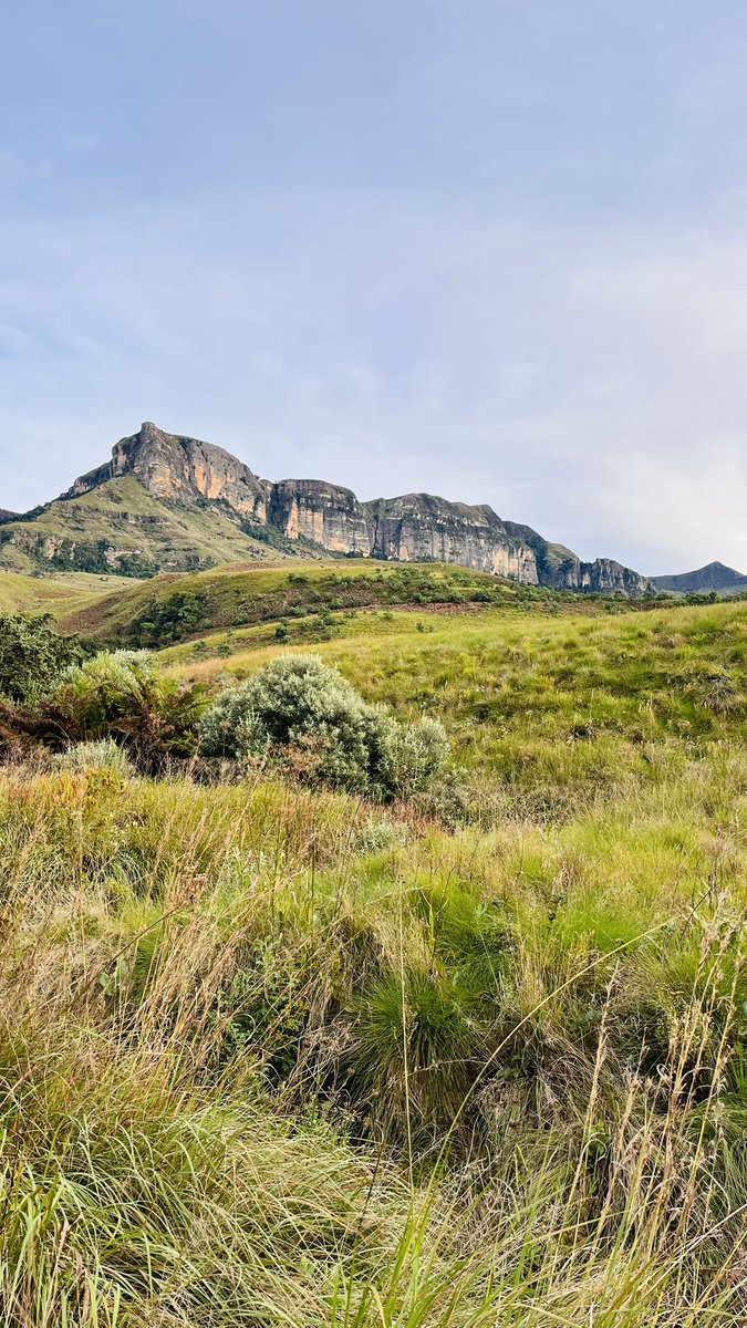 M Shongwe tweet media