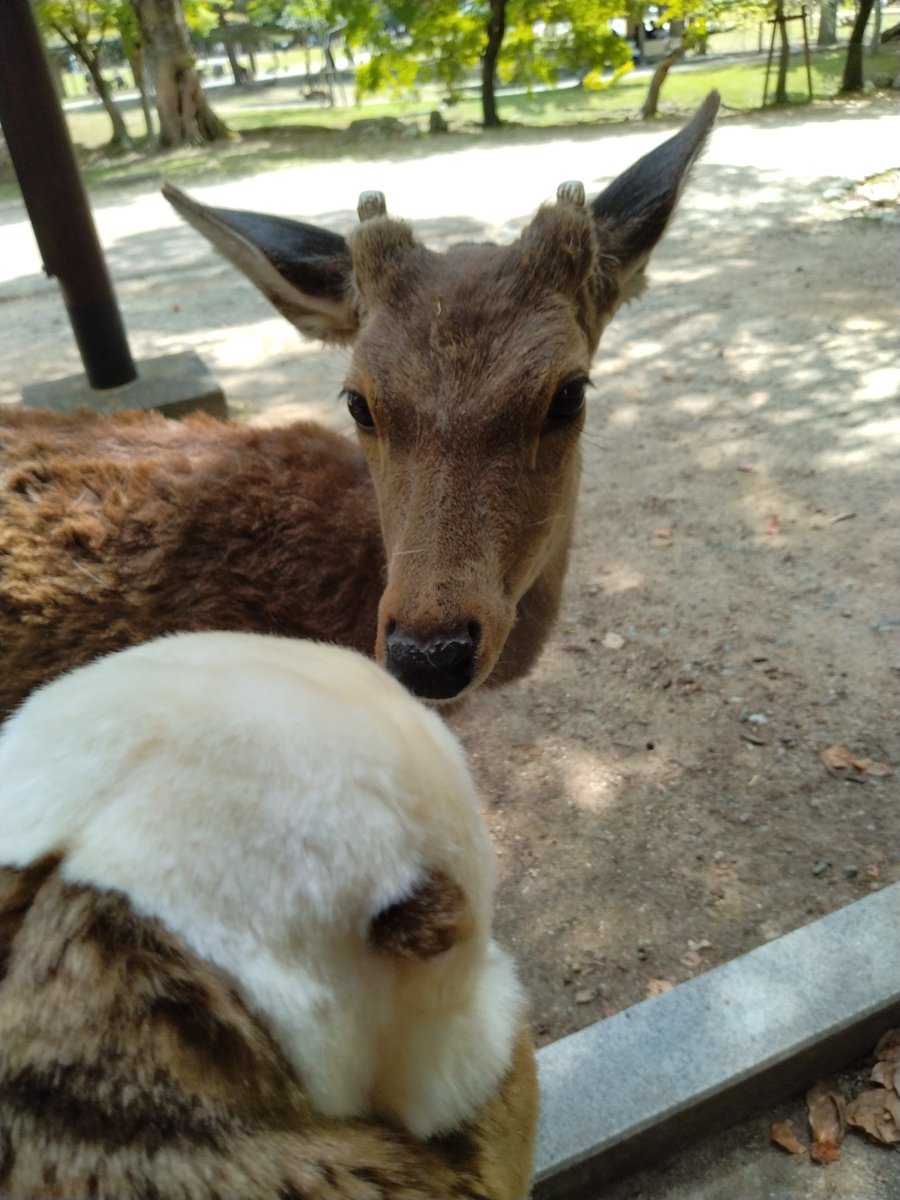 ラッコのゴロー tweet media