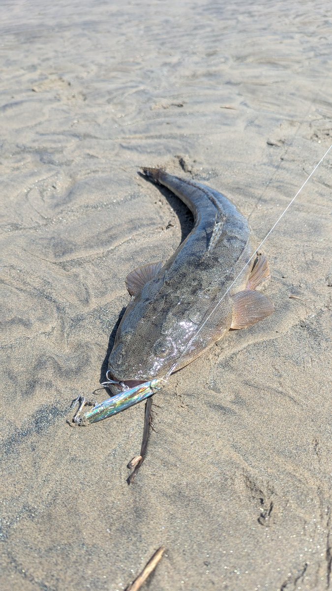 イカサマエギンガー tweet media