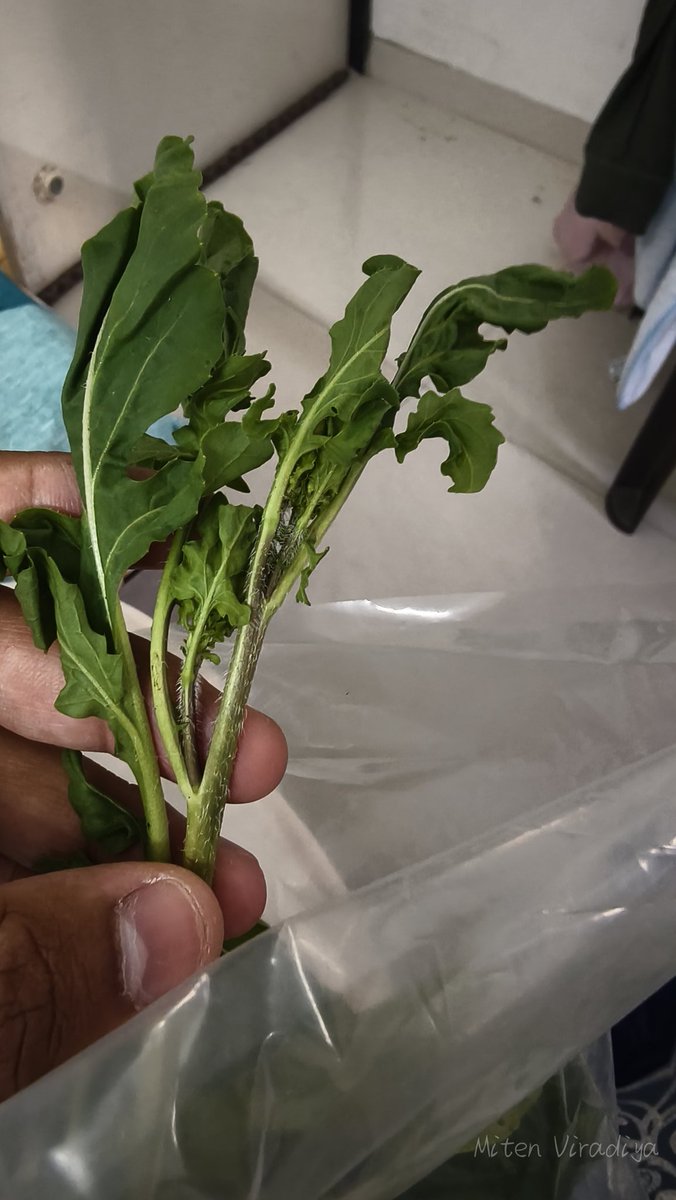 miten_viradiya's tweet image. Ordered fresh rocket leaves from Zepto and got this instead — damaged, full of holes, and not usable. If this is your “fresh”, that’s a problem. Need better quality control. #qualityissue @zeptocares @ZeptoNow 
Order id- MMLOOATDH12336