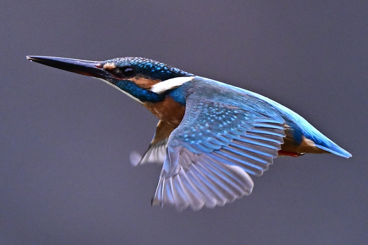 o_tac_evo's tweet image. Kingfisher

NIKKOR Z 600mm f/4 TC VR S at 840mm
F5.6 1/2500 ISO1600−1800
Nikon Z9 Ver. 5.32 w/Tripod
Sachtler FSB8MKII on RRS TVC-34L Mk2
HOLOSUN HS510C 
#holosun #lenscoat #sachtler #rrs #ReallyRightStuff #nikkor #nikon #znikkor #z9 #unstoppable #magpul #kingfisher