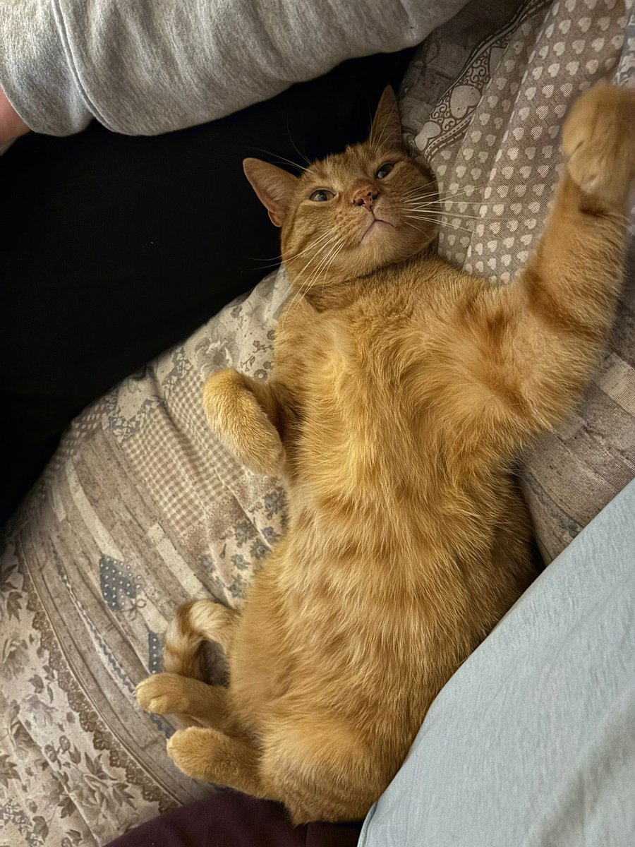 Betta Cuntrariusa tweet media