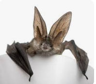EmFord2015's tweet photo. It was International 🦇 Bat Appreciation Day yesterday but I overlooked mentioning it.
I did look outside last night and sadly saw no bats, possibly because my neighbour has so many solar lights I can read a book at 1am any given night. #BatAppreciationDay https://t.co/Cm9ulFbBAv