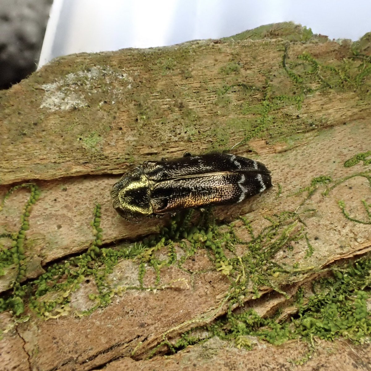 おこめ tweet media