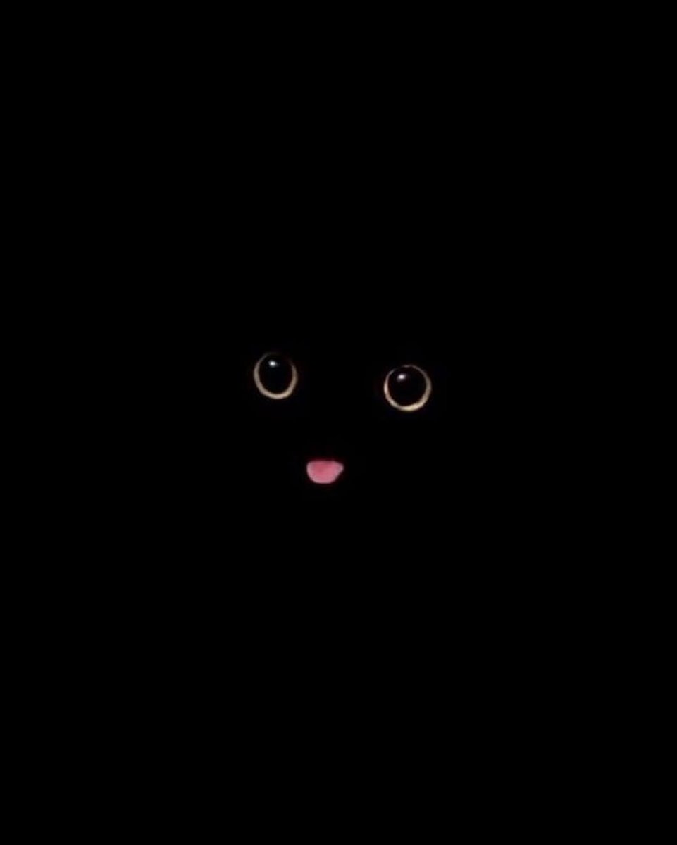 Black cats are not bad luck tweet media