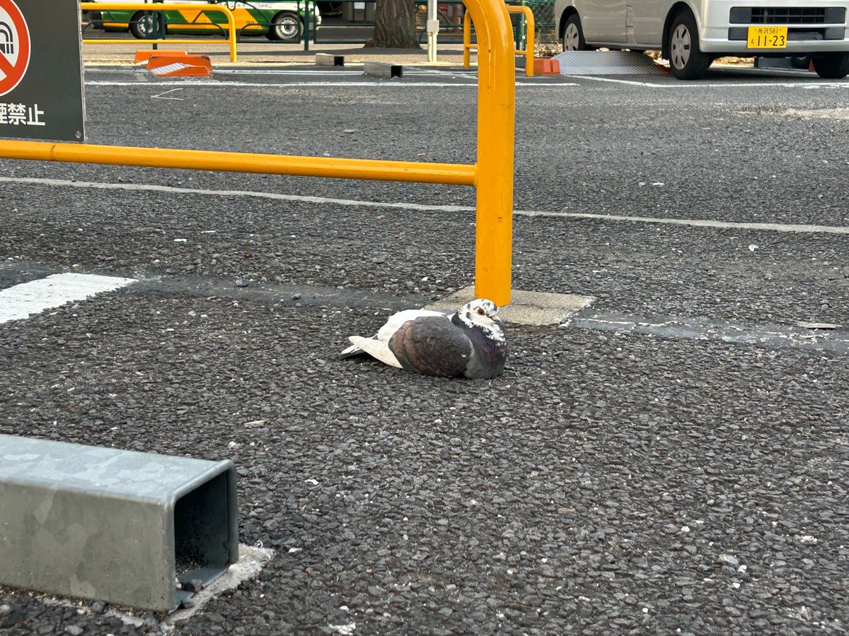 ふぇん tweet media