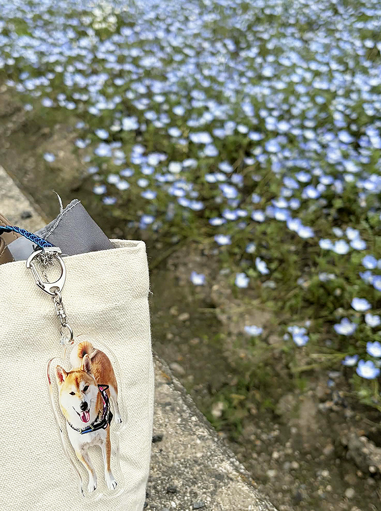 龍🐕
今年もやっぱり近くの敷地に
ネモフィラが綺麗に咲いてたよ。