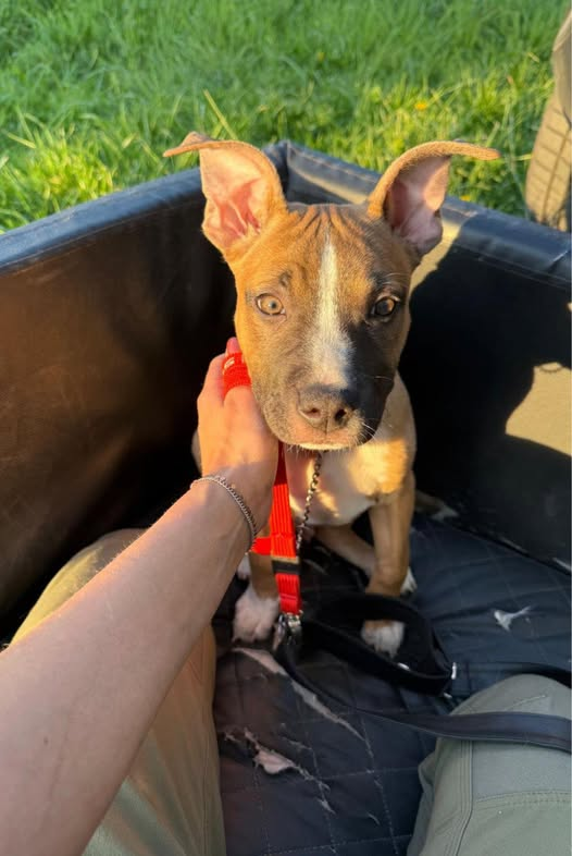 yolanda schultes tweet media