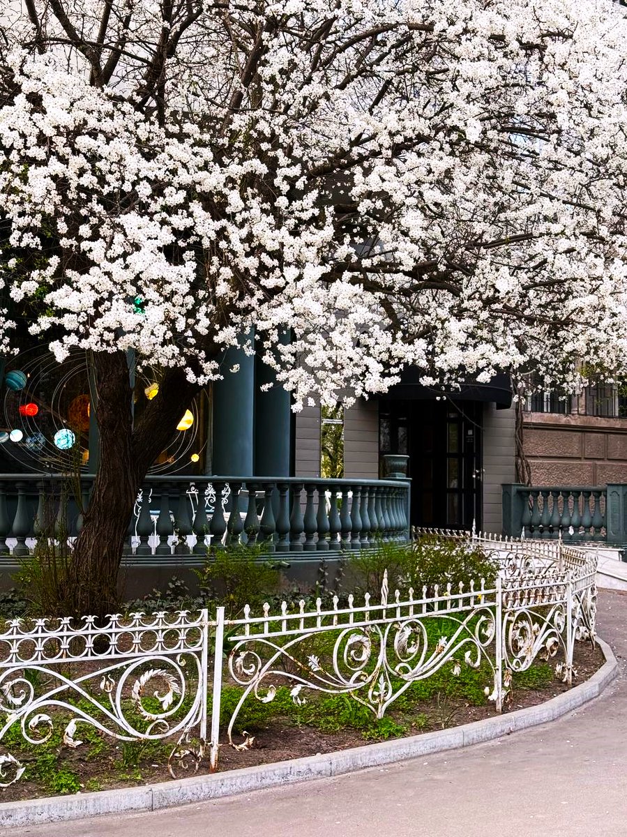DigitalArtKyiv's tweet photo. Architecture and nature intertwine like two souls in a dance. Kyiv in spring is a symphony of tenderness that you want to hear again and again… #DanceOfSpring #SymphonyOfKyiv #SoulOfTheCity #BalconyAndFlowers #MusicOfTheHeart https://t.co/2zBQEneEhM