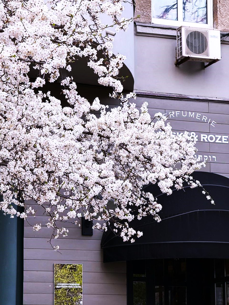 DigitalArtKyiv's tweet photo. Architecture and nature intertwine like two souls in a dance. Kyiv in spring is a symphony of tenderness that you want to hear again and again… #DanceOfSpring #SymphonyOfKyiv #SoulOfTheCity #BalconyAndFlowers #MusicOfTheHeart https://t.co/2zBQEneEhM