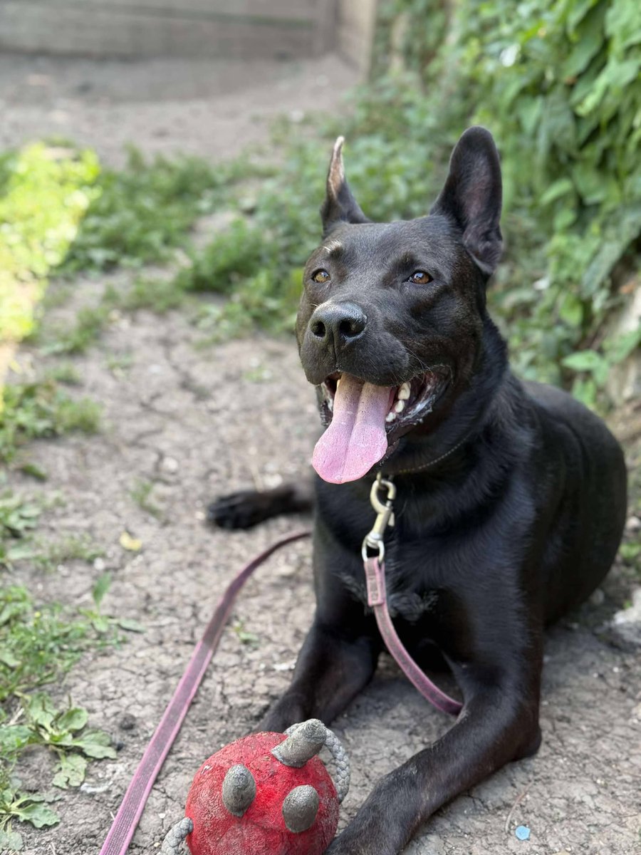 gsrescueelite's tweet image. 🥳 Happy 4th Birthday Storm 🥳 

That Questionable Shep will be celebrating his birthday with his pals at the #Essex kennels and will be having the day off from work at Parks and Gardens 🎂 

#dogs #GermanShepherd #Saturday #SaturdayMorning 

gsrelite.co.uk/storm-16/