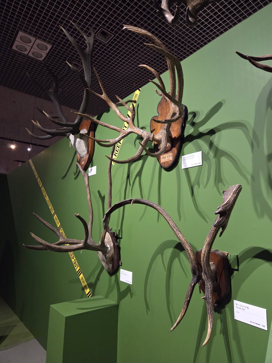 まおまお tweet media