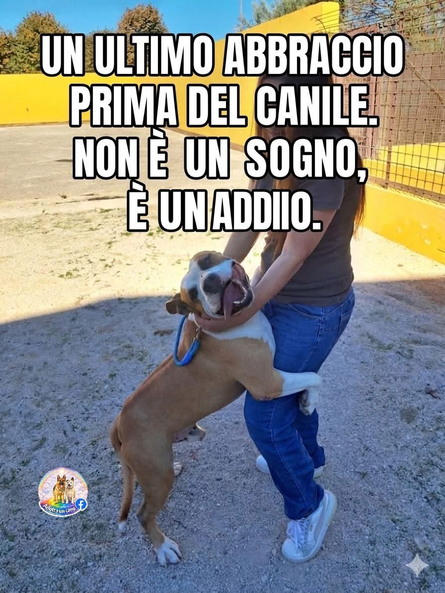 Fiorella Arcodia 🌿𝐠𝐨𝐯𝐞𝐠𝐚𝐧 🐑💚💙☮️ tweet media