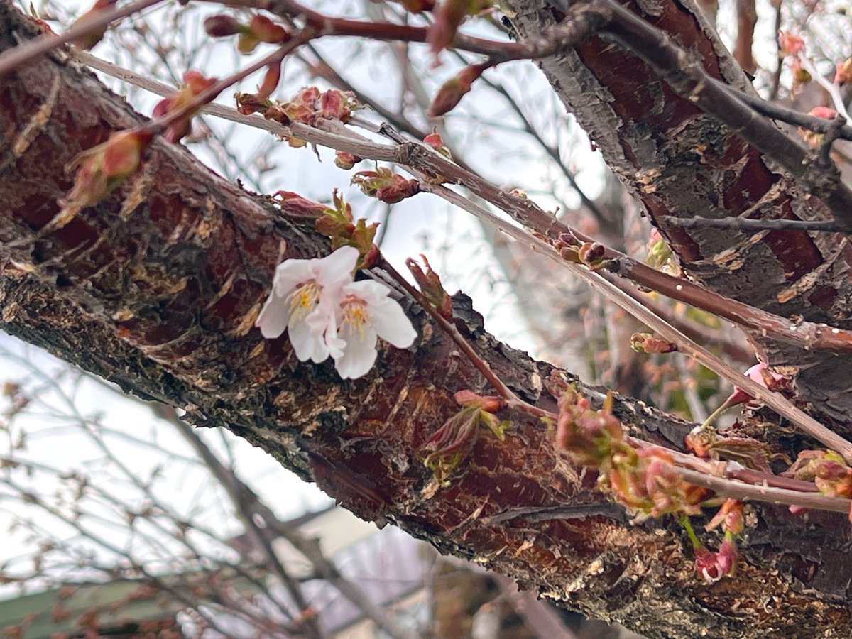 harukaze@ちゃずりん tweet media