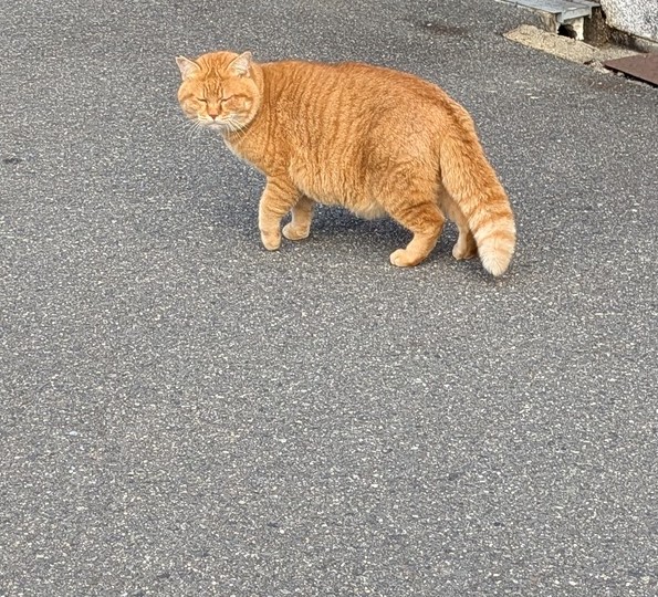 役立たずの雌豚CAMO tweet media